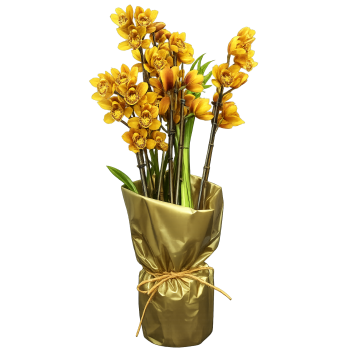 Orquidea Cibidio Amarela