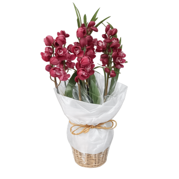 Orquídea cibidio vaso palha
