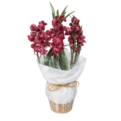 Orquídea cibidio vaso palha