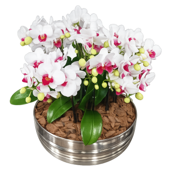 Arranjo de mini orquídea semi alba