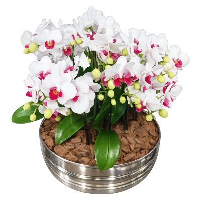 Arranjo de mini orquídea semi alba