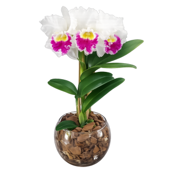 Vaso de orquídeas catleia Branca e Lilás