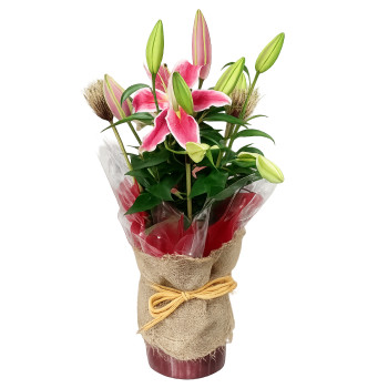 Lírio Plantado Rosa