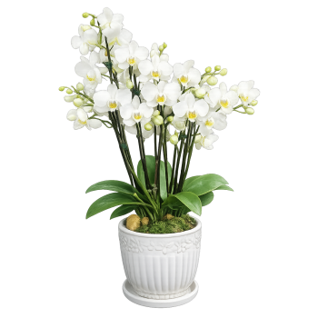 Mini orquídea branca no vaso 