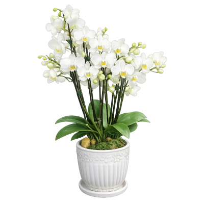 Mini orquídea branca no vaso 