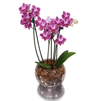 Mini Orquídea Lilás