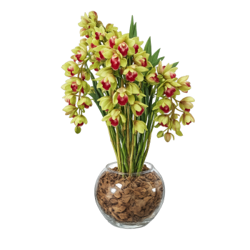 Orquídea cibidio pendente