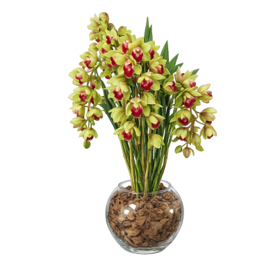 Orquídea cibidio pendente