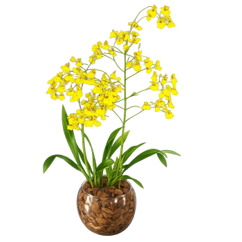 Orquídea chuva de ouro
