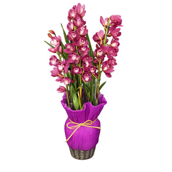 Orquídea Cibidio Rose Old
