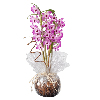 Orquídea Denobre