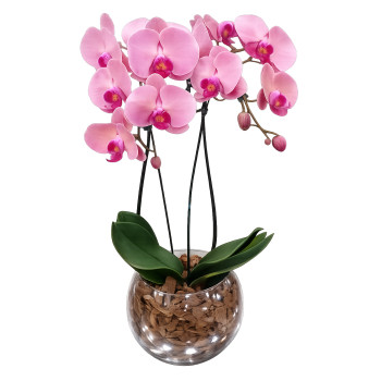 Orquídea Goiaba