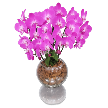 Orquídea phalaenopsis 3 galhos