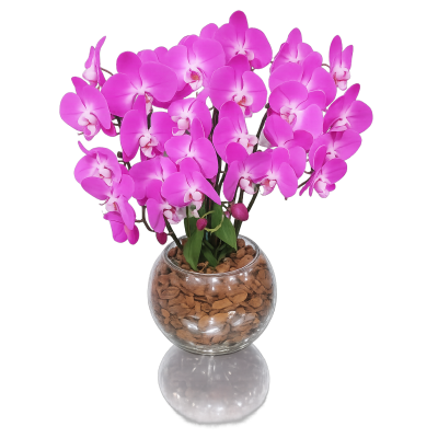 Orquídea phalaenopsis 3 galhos