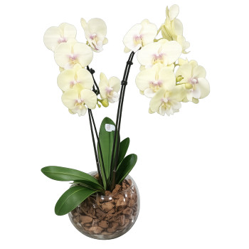 Orquídea Phalaenopsis Amarela