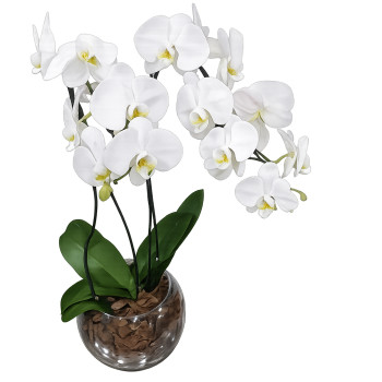 Orquídea Phalaenopsis Branca