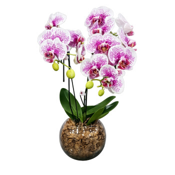 Orquídea Phalaenopsis Gisele