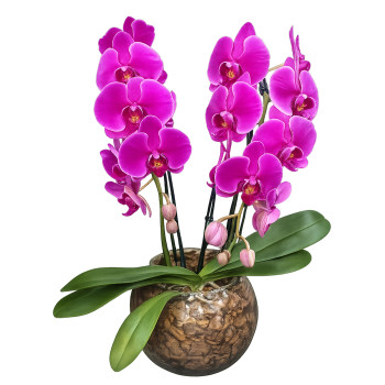 Orquídea Phalaenopsis pink
