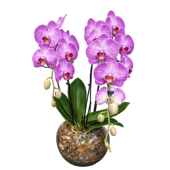 Orquídea Phalaenopsis lilas