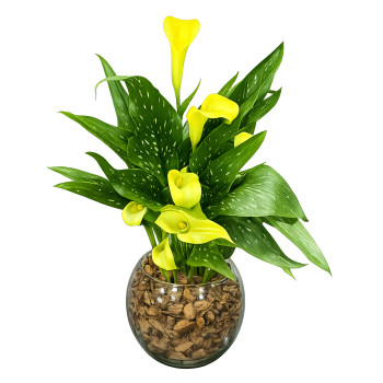 Vaso de Calas Amarelas