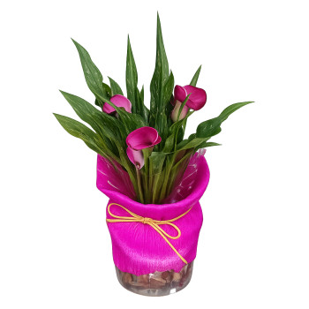 Vaso de Calas Rosa no cachepô 