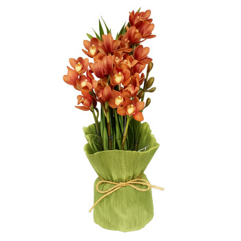 Vaso orquidea Cibidio Marrom