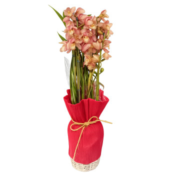 Vaso orquídea cibidio Rose