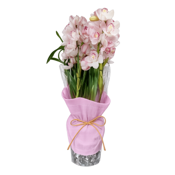 Vaso de orquídea cibidio Rosa
