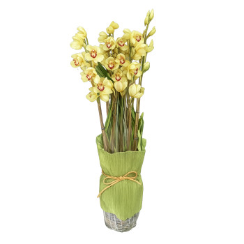 Vaso orquídea cibidio Amarelo